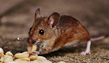 24 Hour & Emergency Exterminators in Bank Of America, IL